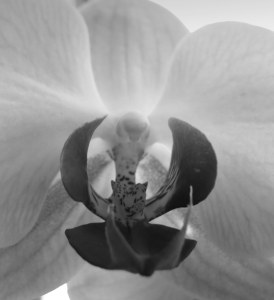 Orchid Close-Up 6-29-2017 11-32-035