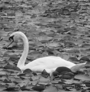 swan in the lilypads - joynes
