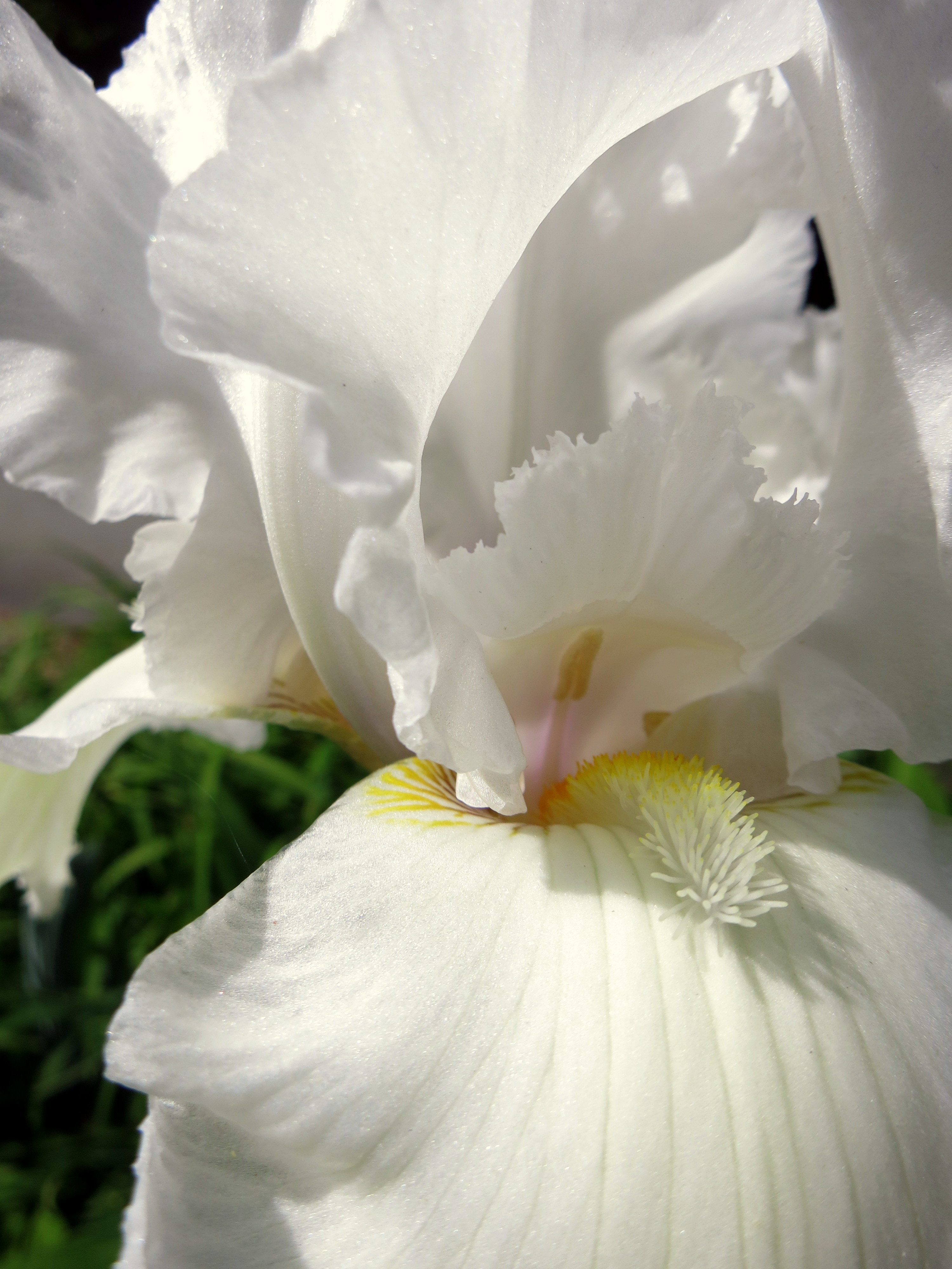 White Iris in Light
